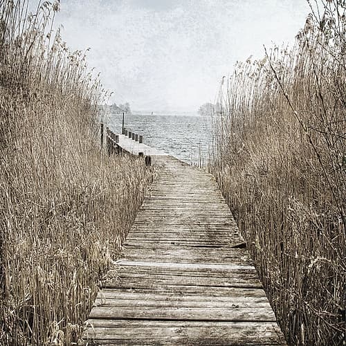 Marshland Quack 2 Coastal Print