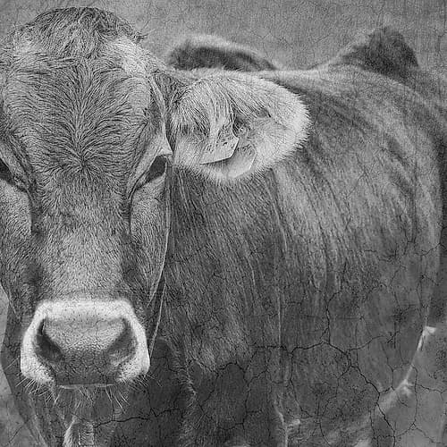 Bull Art Print