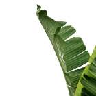 Tropical Leaves Art Print