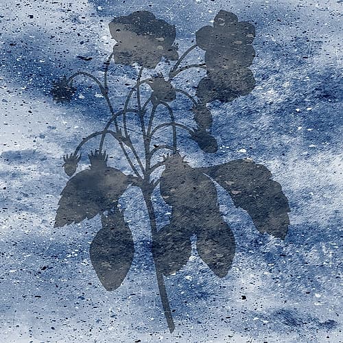 Midnight Bloom 1 Art Print