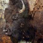 Mr.Buffalo Art Print