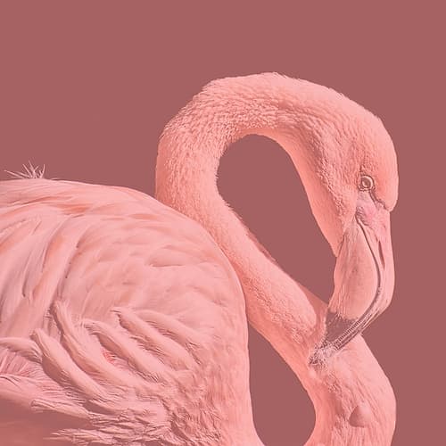 Flamingo Photography Print