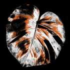 Tropic Leaf 3 Art Print