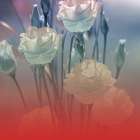 Xray Roses Art Print