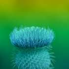 Prickly Prack Art Print