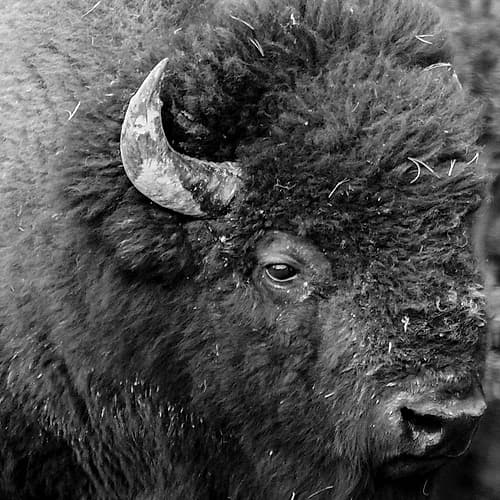 Buffalo Baby Animaux reproduction