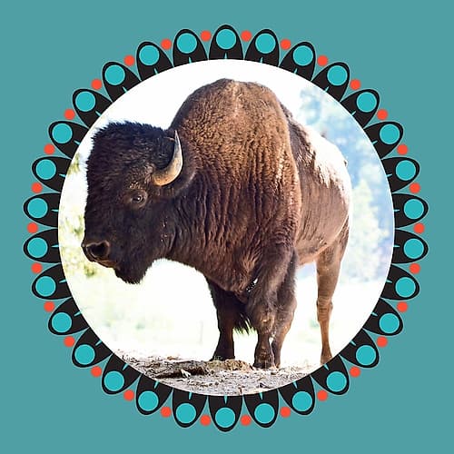 Buffalo Ring 2 Art Print
