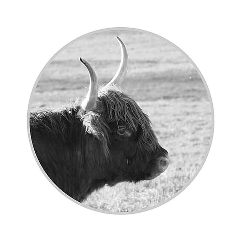 Calf Art Print
