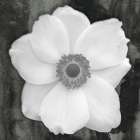 White Flower Art Print