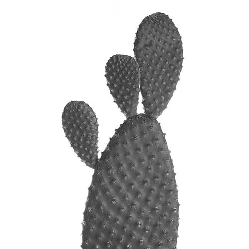 Black Cactus Photography Print