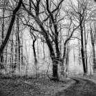 Forest 1 Art Print