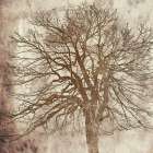 Big Tree Art Print