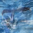 Whale Tail Art Print
