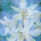Aqua Bloom Art Print