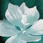 Blue Orchid Art Print