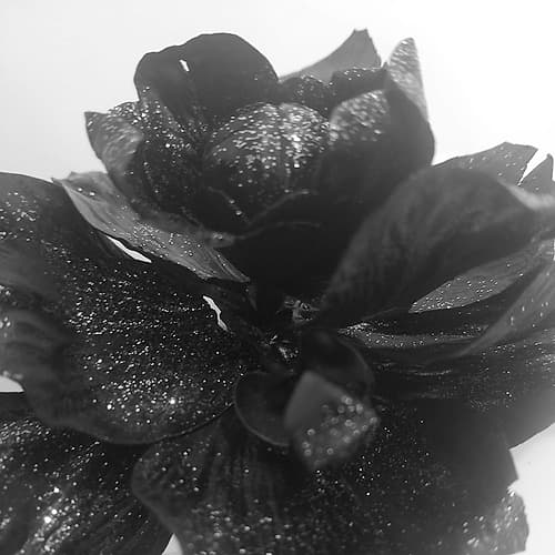 Black Rose Gold Doré reproduction