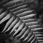 Night Fall Fern Bathroom Art Print