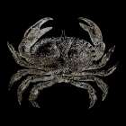 Whay So Crabby 3 Art Print