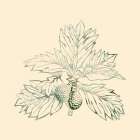 Breadfruit Art Print