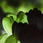 Green Bloom Art Print