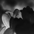 Black Bloom Art Print