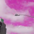 Pink Sky Bird 1 Art Print