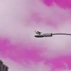 Pink Sky Bird 2 Art Print