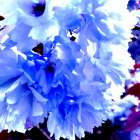 I Love Flowers Art Print