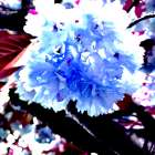 I Love Flowers 2 Art Print