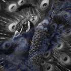 Golden Black Peacock Art Print