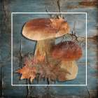 Fall Mushroom Art Print
