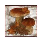 Fall Mushroom 3 Art Print