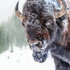 Strong Snow Bison Art Print