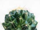 Cacti Art Print