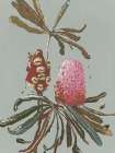 Sage Banksia Art Print