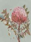 Sage Waratah Art Print
