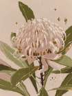 Neutral Waratah Art Print
