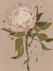 Neutral Protea Art Print