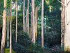 Eucalypt Art Print