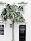 Palm Street Canvas Art Print Art Print