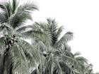 Thats Coconuts Canvas Art Print Art Print