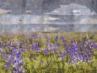 Blue Bell VII Art Print