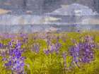 Blue Bell VIIII Art Print