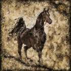 Black Arabian I Art Print