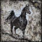 Black Arabian II Art Print