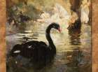 Swan I Art Print