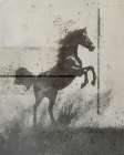 Stallion Seragraph III Art Print