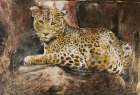Leopard Art Print