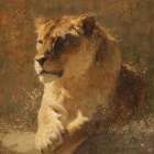 Lion I Art Print