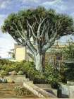 A Dragon Tree, Tenerife Art Print
